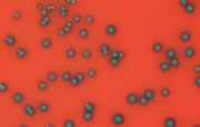 rapid listeria monocytogenes